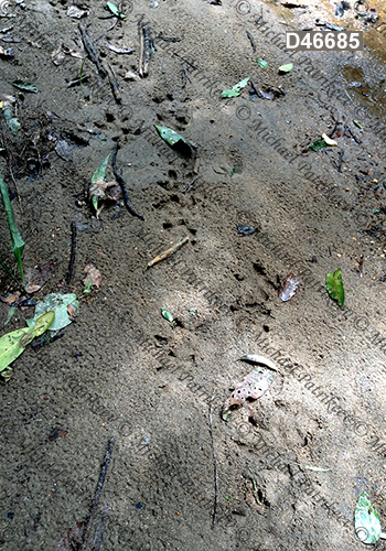 Capybara (Hydrochoerus hydrochaeris)